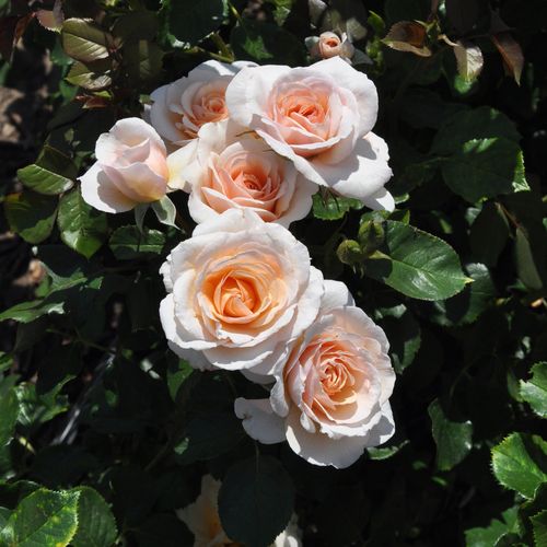 Giallo - rose grandiflora - floribunda